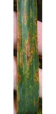 Leaf spot lesions on CDC teal wheat