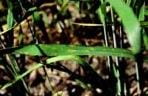 Small tan spot lesions on lower leaves of wheat