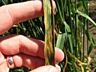 Leaf spotting complex on wheat
