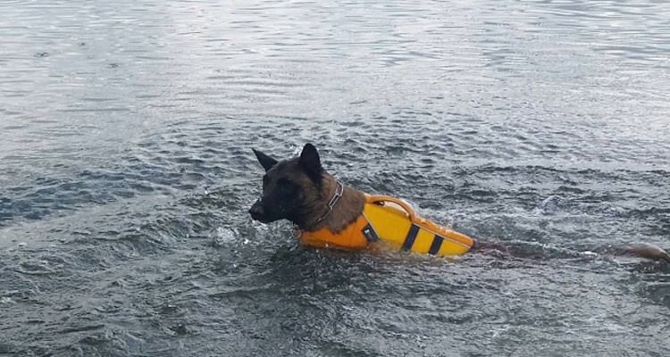 One of the Canadian Search and Disaster Dogs Association dogs searches for scents in the water. This exercise was prior to the La Ronge, Sask. search. (Canadian Search and Disaster Dogs Association/Facebook)