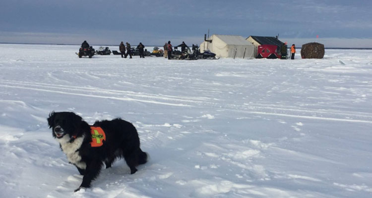 The Canadian Search and Disaster Dogs Association went to Lac La Ronge, Sask. to help search for a missing man. (CASDDA/Facebook) 