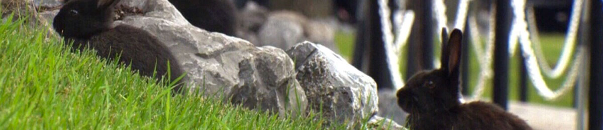 Image Courtesy of CTV News