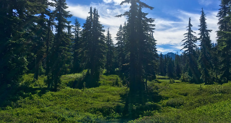 'Enchanted Forest - Image Courtesy of Jackie Zimmer