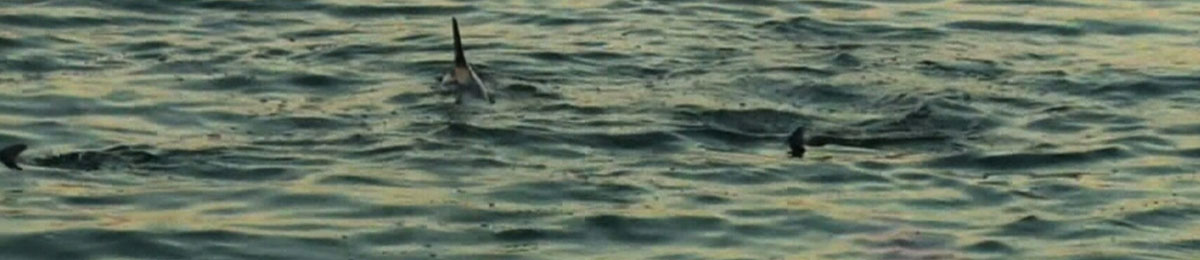 Image courtesy of CTV News 