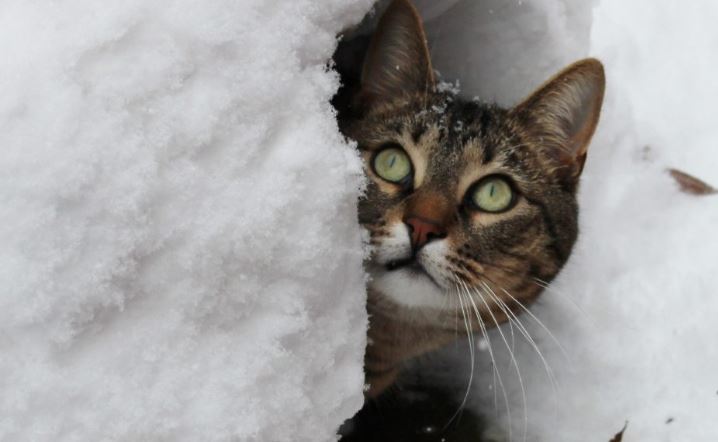 How to Help Animals This Winter – Kindersley Social – Local News, Writers,  Sports, Events and more
