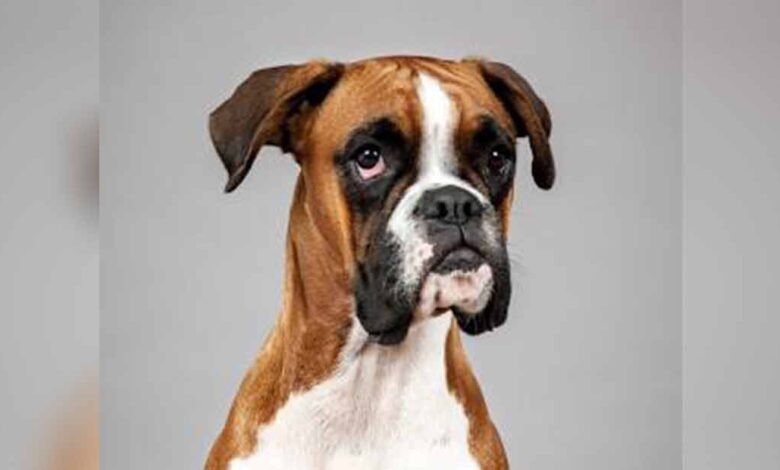 SonShine Kennels: 5 FUN FACTS ABOUT BOXER DOGS…….. – Kindersley Social –  Local Update, Sports, Events and more